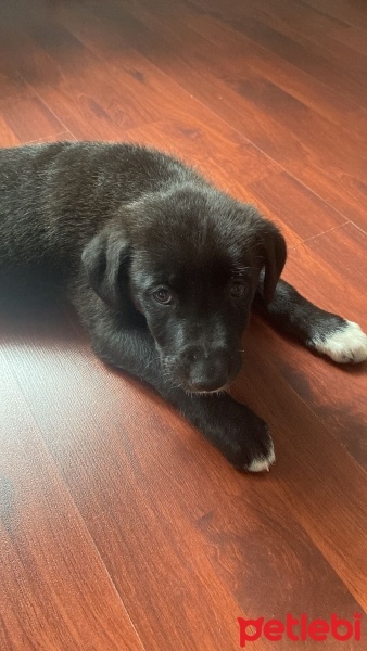 Labrador Retriever, Köpek  Sufle fotoğrafı
