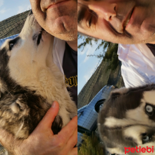 Sibirya Kurdu (Husky), Köpek  Arya fotoğrafı