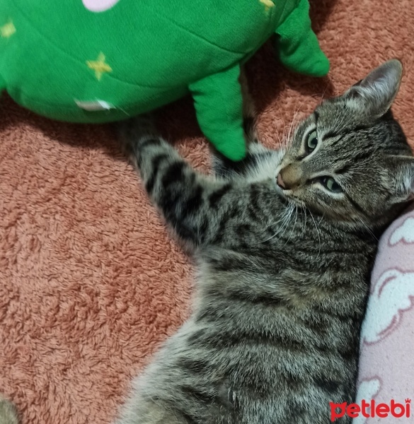Tekir Kedi, Kedi  Pamuk fotoğrafı