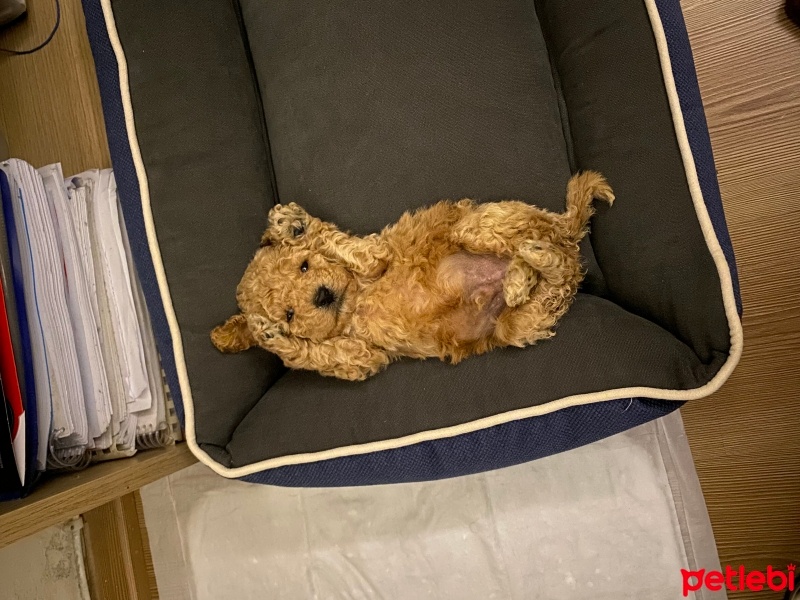 Poodle (Minyatür Kaniş), Köpek  Kuki fotoğrafı