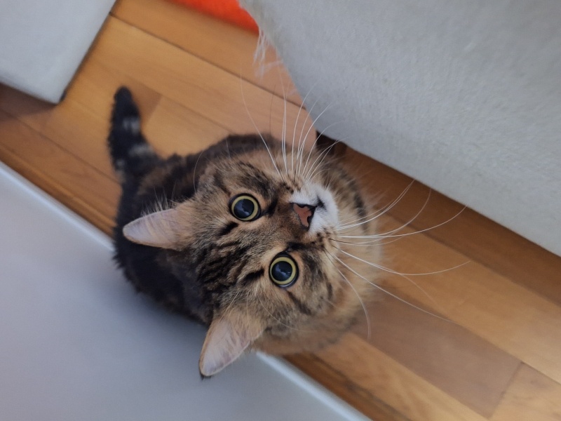Tekir Kedi, Kedi  dasdas yoldas fotoğrafı