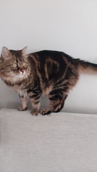 Tekir Kedi, Kedi  dasdas yoldas fotoğrafı