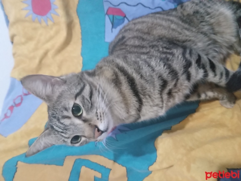 Tekir Kedi, Kedi  zilli fotoğrafı