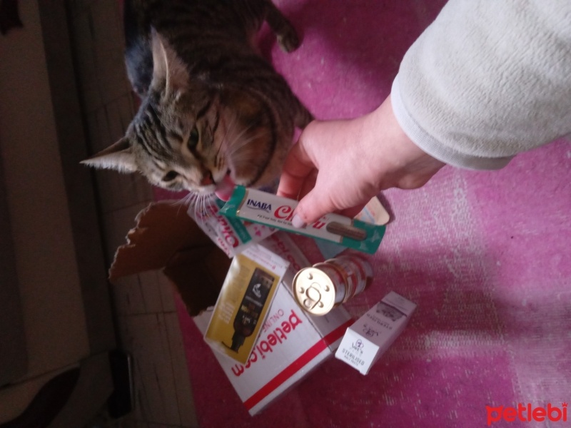 Tekir Kedi, Kedi  zilli fotoğrafı