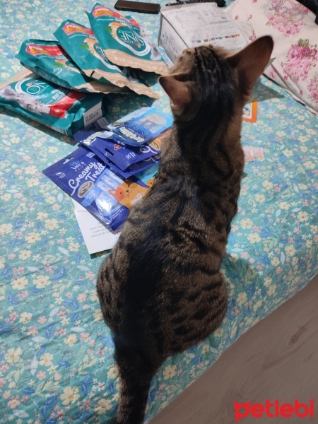 Tekir Kedi, Kedi  zilli fotoğrafı