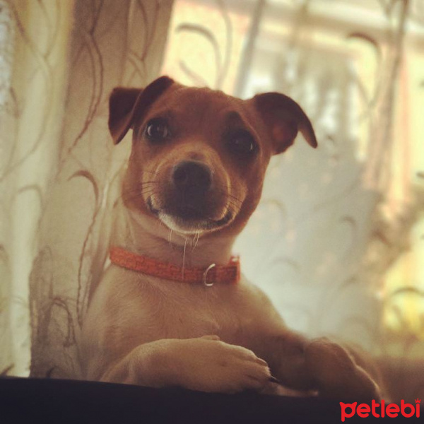 Jack Russell Terrier, Köpek  Dexter fotoğrafı