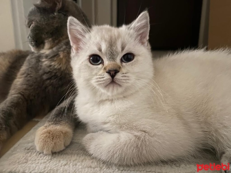 British Shorthair, Kedi  Kızçe fotoğrafı