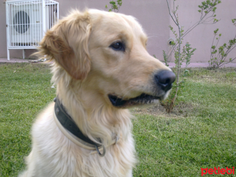 Golden Retriever, Köpek  Sam fotoğrafı