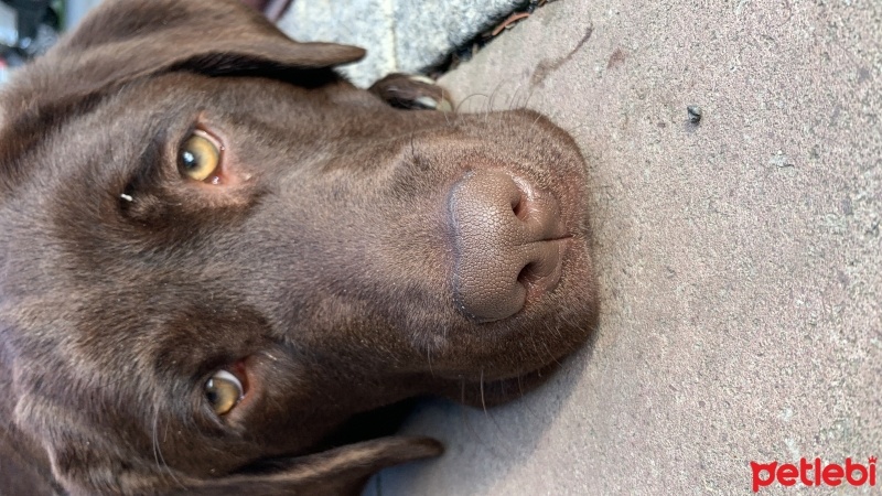 Labrador Retriever, Köpek  Sophie fotoğrafı