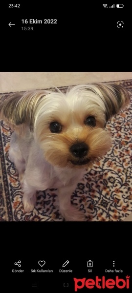 Yorkshire Terrier, Köpek  Üzüm fotoğrafı