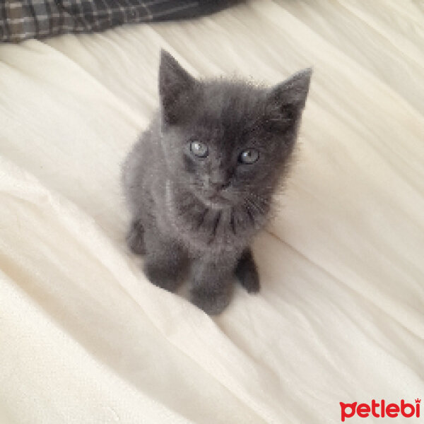 Scottish Fold, Kedi  Rolex fotoğrafı