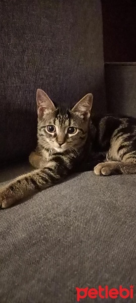 Tekir Kedi, Kedi  Şükoo fotoğrafı