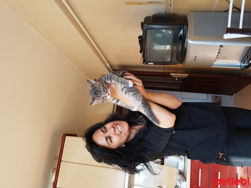 Tekir Kedi, Kedi  Düşes  fotoğrafı