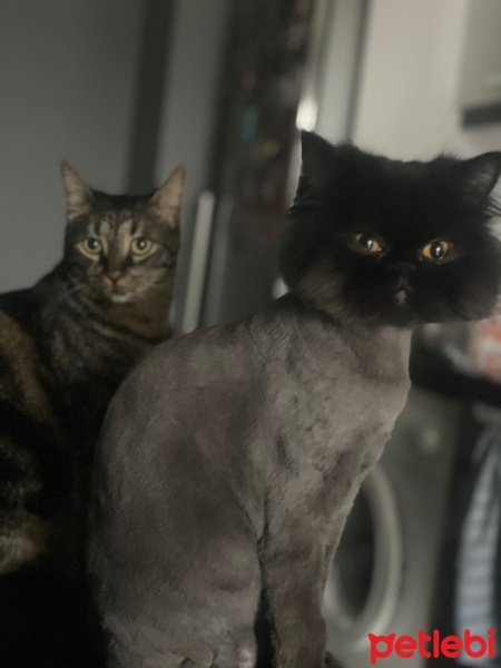 İran Kedisi (Persian), Kedi  Maça fotoğrafı