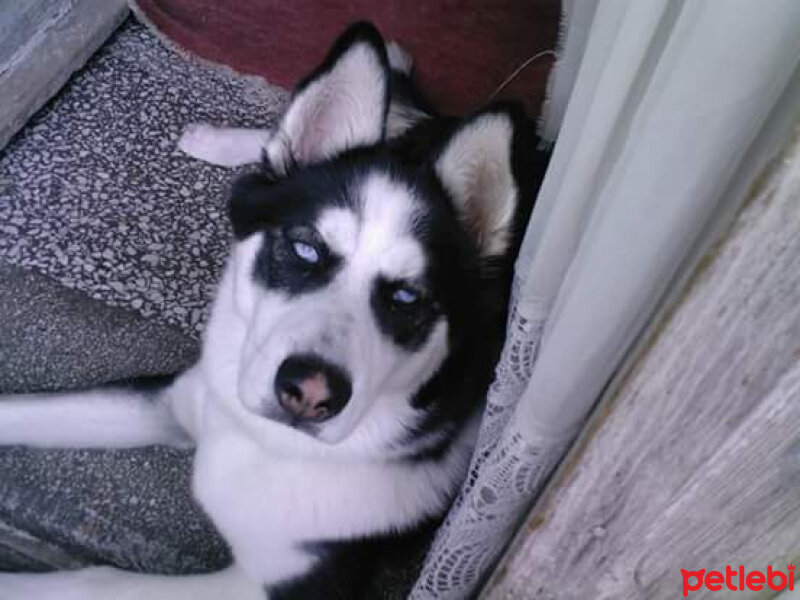 Alaskan Malamute, Köpek  kızım fotoğrafı