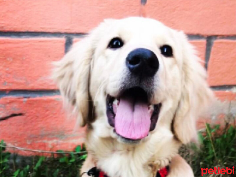 Golden Retriever, Köpek  Bal fotoğrafı