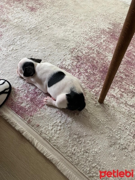Fransız Bulldog, Köpek  Müdür fotoğrafı