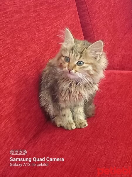 Tekir Kedi, Kedi  Rhea fotoğrafı