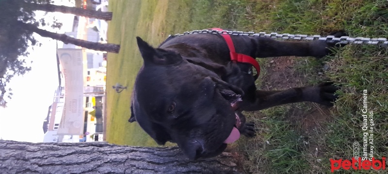 Cane Corso Italiano, Köpek  Paşa fotoğrafı