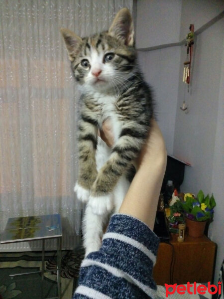 Tekir Kedi, Kedi  lesi fotoğrafı