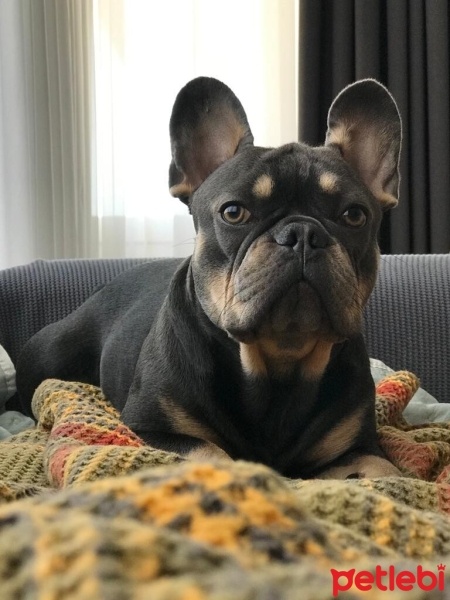 Fransız Bulldog, Köpek  Thor fotoğrafı