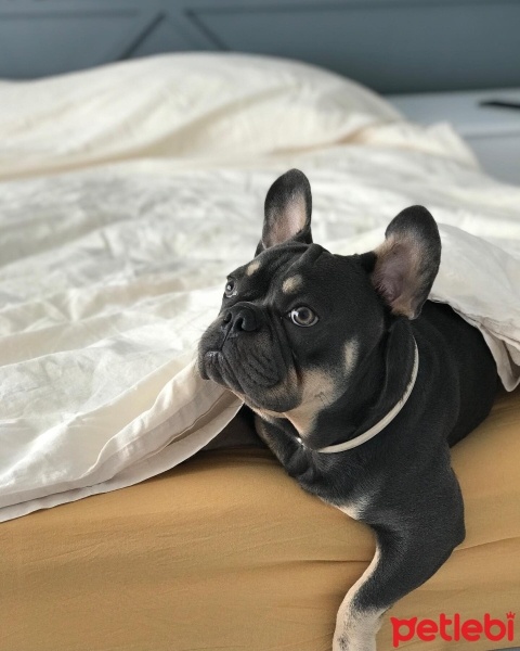 Fransız Bulldog, Köpek  Thor fotoğrafı