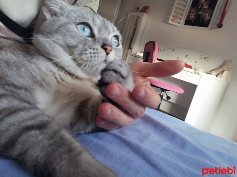 Scottish Fold, Kedi  LUCKY fotoğrafı