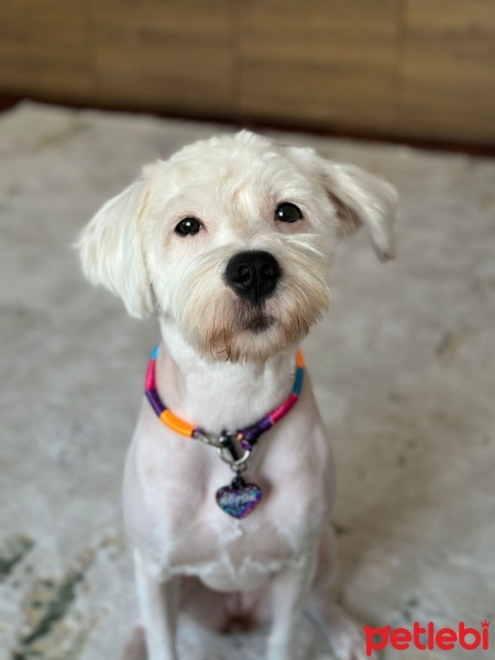 Maltese, Köpek  KÖPÜK fotoğrafı