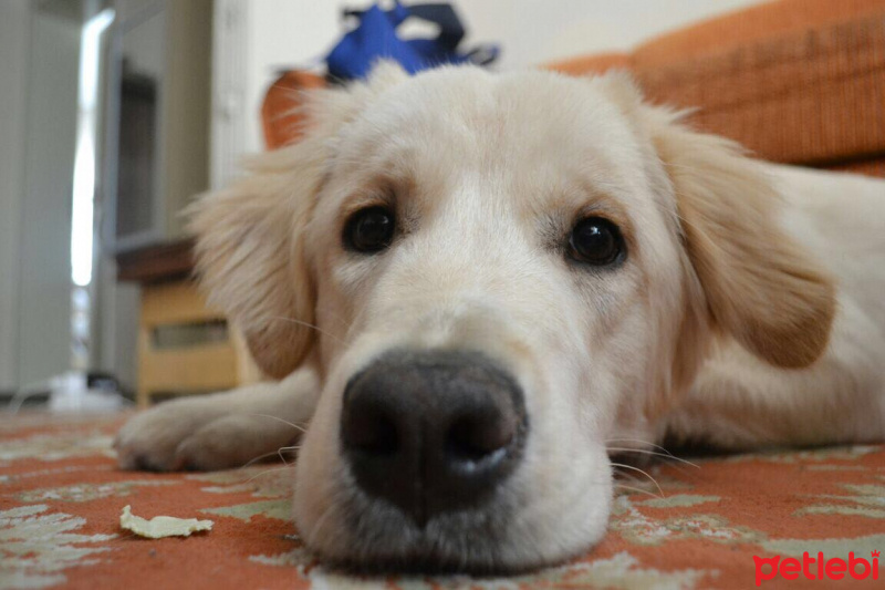 Golden Retriever, Köpek  Lord fotoğrafı