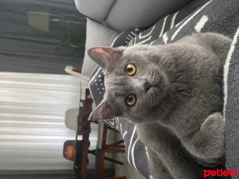 British Shorthair, Kedi  Mavi fotoğrafı