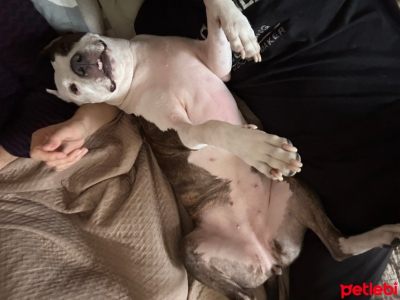 Amerikan Staffordshire Terrier, Köpek  Medusa fotoğrafı
