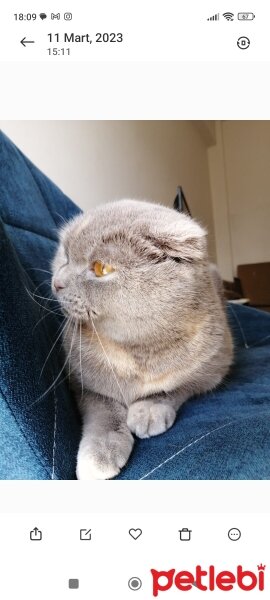 Scottish Fold, Kedi  Hera fotoğrafı