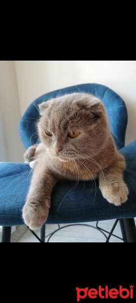 Scottish Fold, Kedi  Hera fotoğrafı