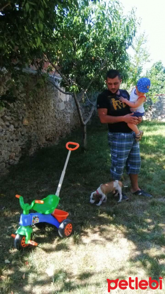 Dogo Arjantin, Köpek  Pascal fotoğrafı