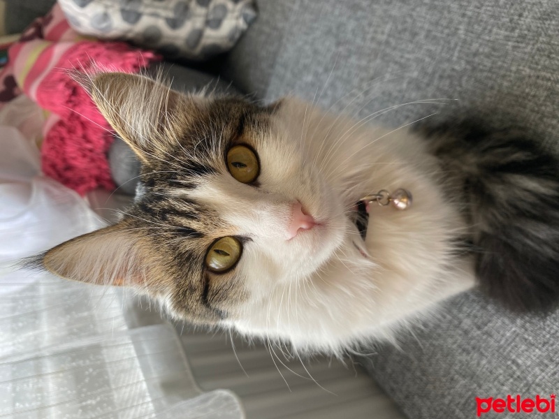 Tekir Kedi, Kedi  Frida fotoğrafı