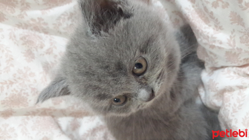 British Shorthair, Kedi  Ayıcık fotoğrafı