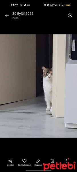 Tekir Kedi, Kedi  Pati fotoğrafı
