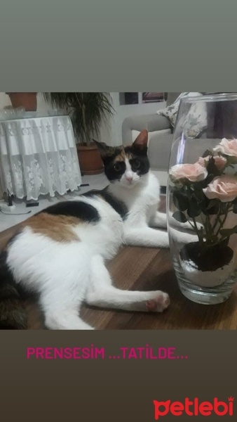 Tekir Kedi, Kedi  Minnoş fotoğrafı