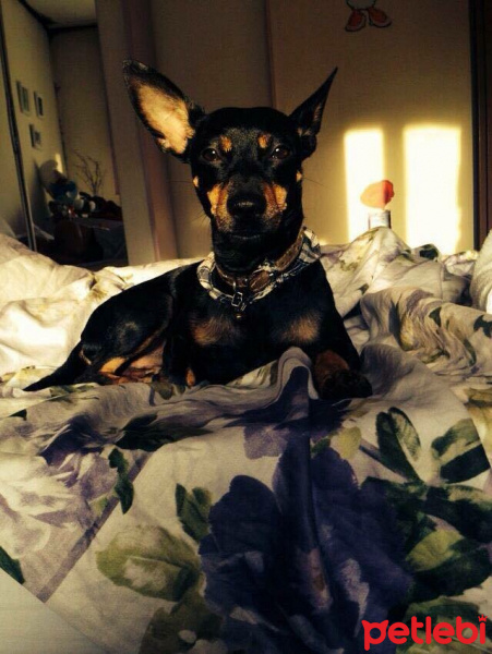 Doberman Pinscher, Köpek  Gölge fotoğrafı