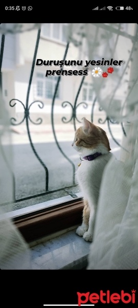 Tekir Kedi, Kedi  Tarçın fotoğrafı