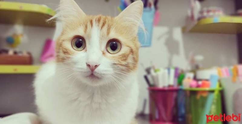 Tekir Kedi, Kedi  Tarçın fotoğrafı