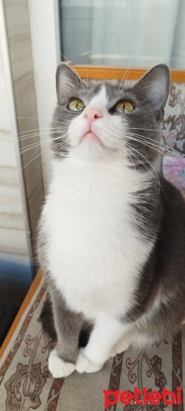 Tekir Kedi, Kedi  Gece fotoğrafı