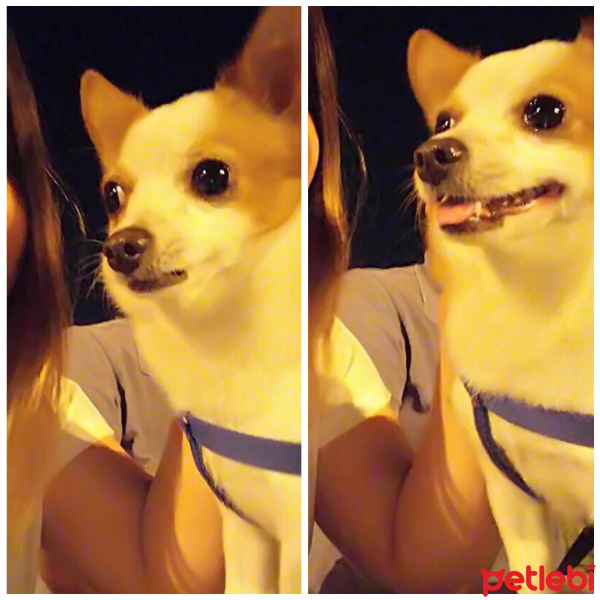 Chihuahua, Köpek  Boffi fotoğrafı