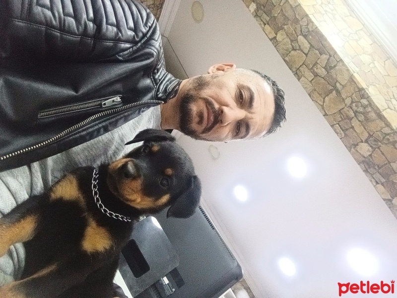 Rottweiler, Köpek  Raci fotoğrafı
