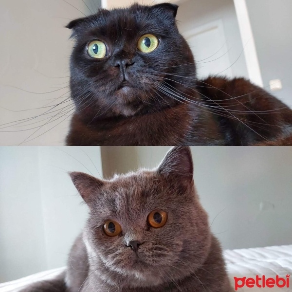 British Shorthair, Kedi  Gölge  Duman fotoğrafı