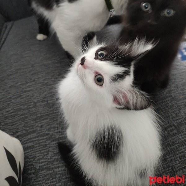 Tuxedo (Smokin) Kedi, Kedi  Felix fotoğrafı