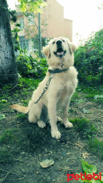  Köpek  Çapkın fotoğrafı