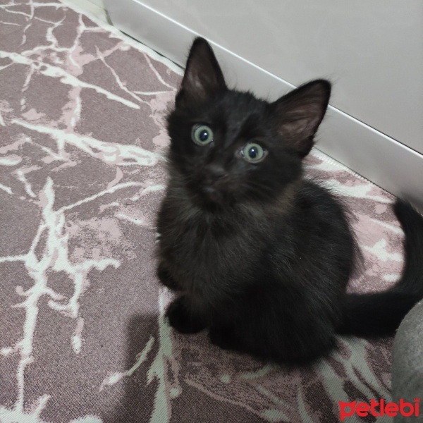 Bombay, Kedi  Simba fotoğrafı
