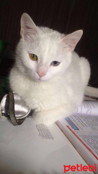 Van Kedisi, Kedi  Liza fotoğrafı