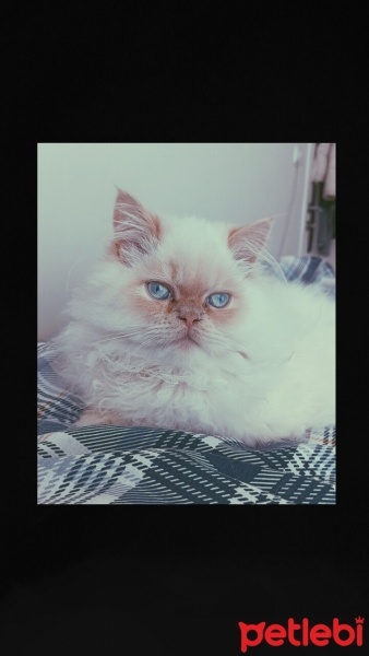 British Longhair, Kedi  Zeus fotoğrafı